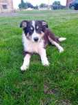 Border collie pies