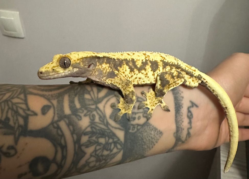 Dwa samce gekona orzęsionego