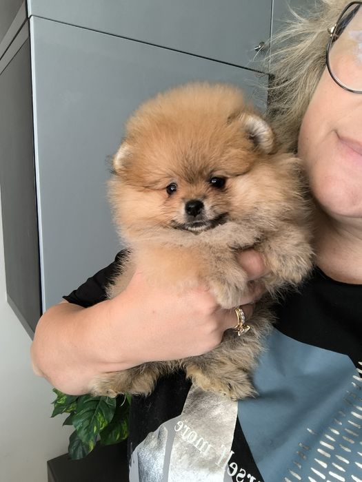 Spitz Anão.Lulu da Pomerânia. Com Pedigree. Lop e Afixo