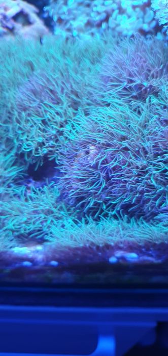 Koralowiec miękki - szczepki