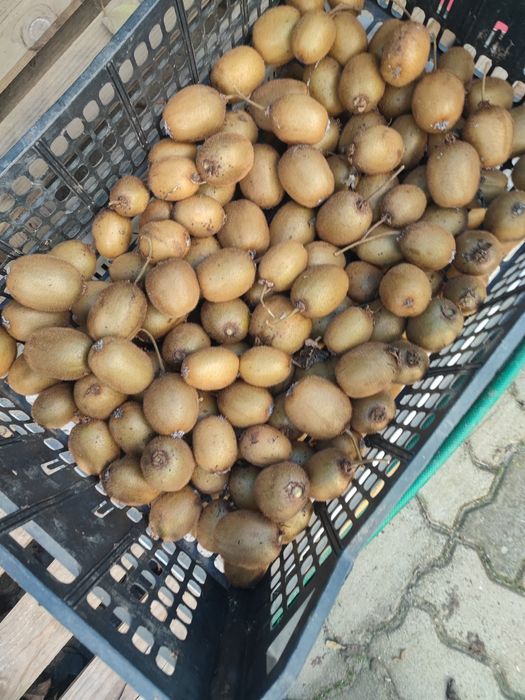 Fruta : Kiwis 100% biologicos