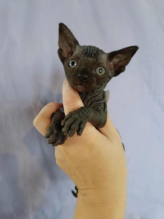 Sfinks Kanadyjski - kocięta