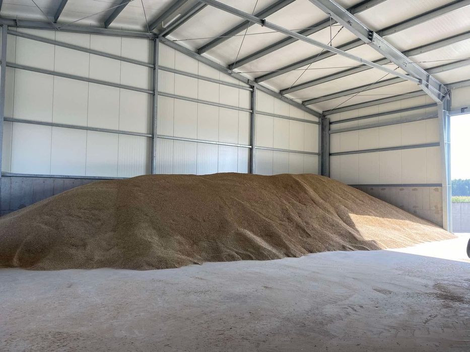 Jęczmień ozimy paszowy