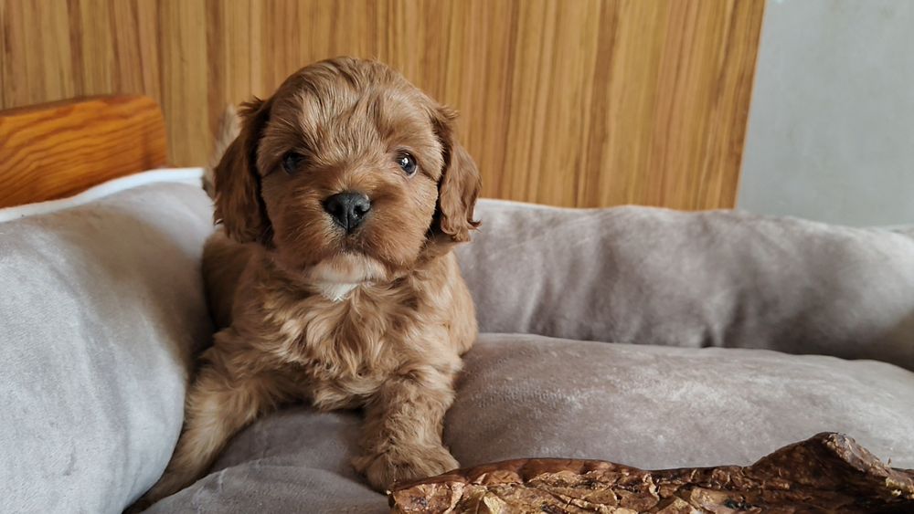 Cavapoo piesek złoty