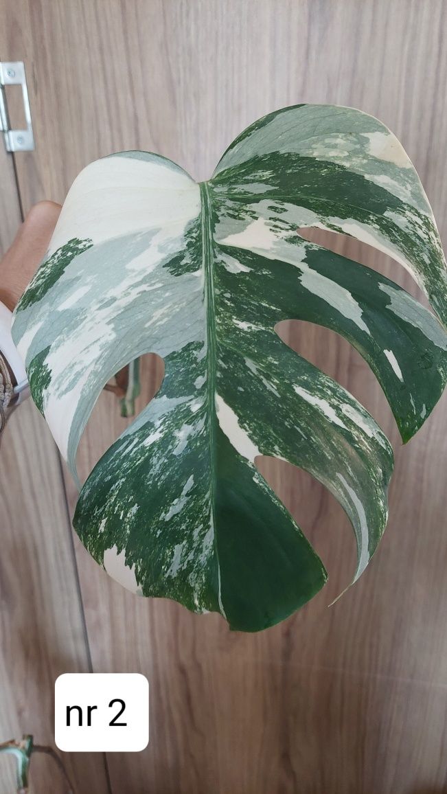 Monstera variegata albo