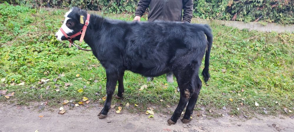 Sprzedam jałówkę MM