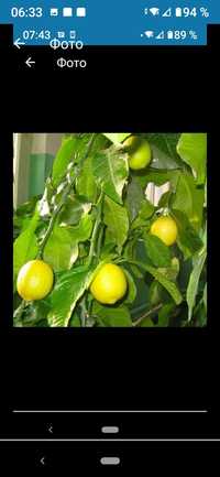 Семена малазийского лимона