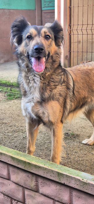 Suczka około dwa lata