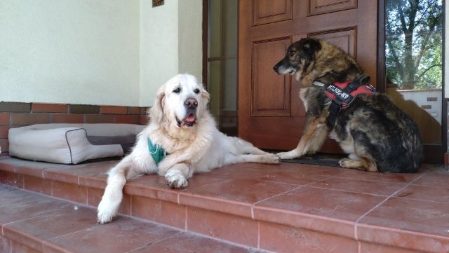 Lijo - Golden retriever do adopcji