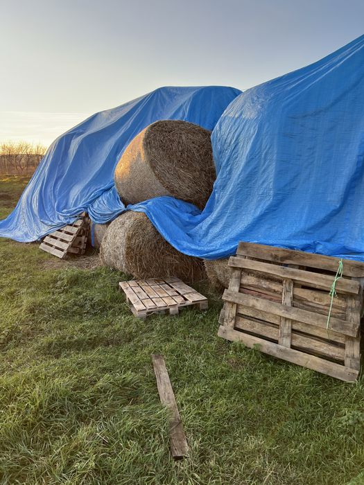 Солома тюкована (пшениця)