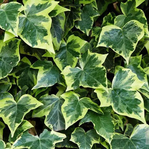 Плющ пестролистий в горщику вуличний