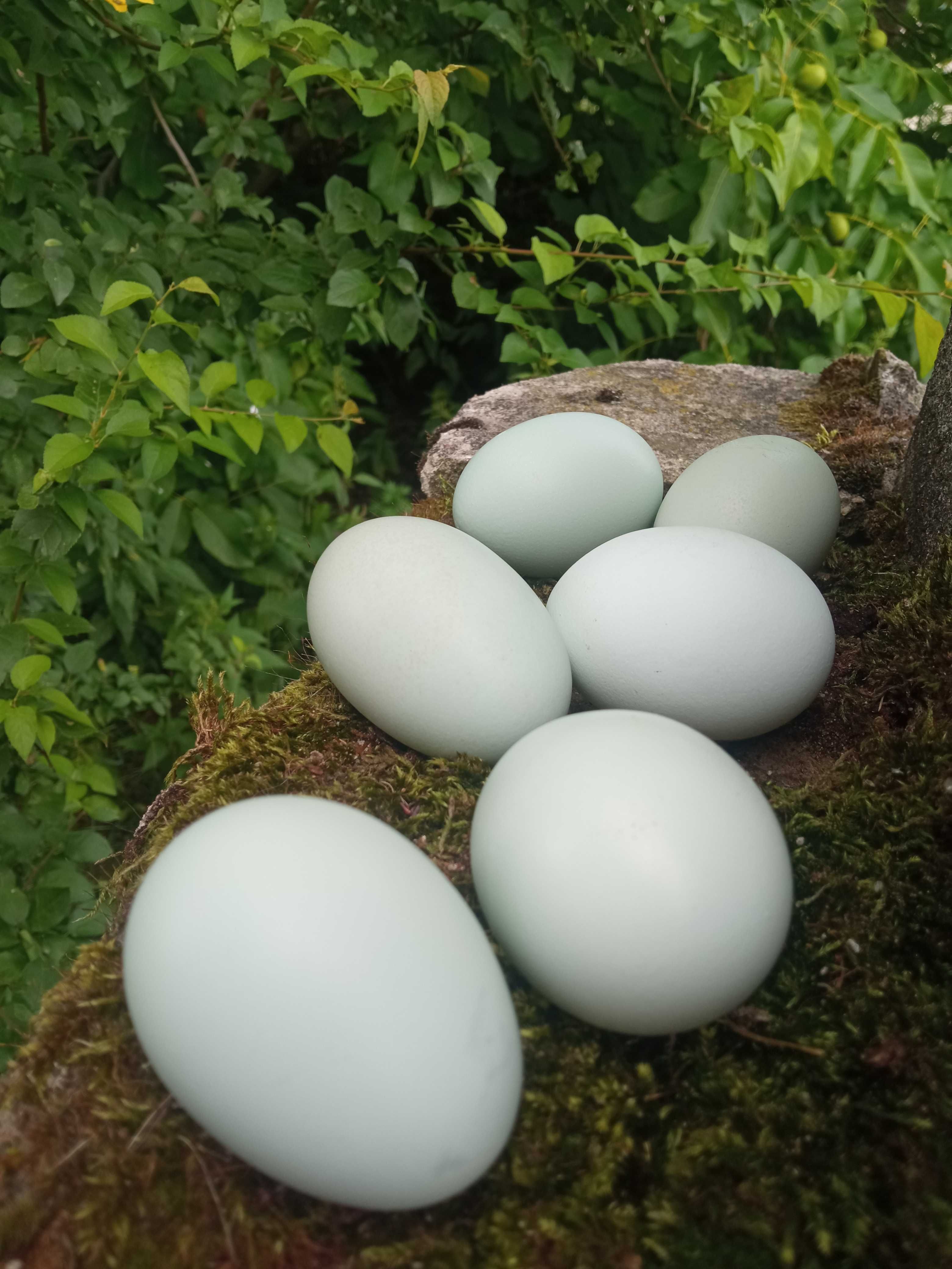 Wiejskie, ekologiczne jaja kur rasy araukana.