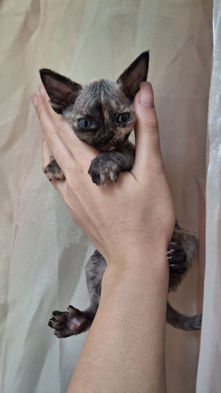 Devon Rex piękna kotka