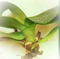 Орхідеї, відцвіташки