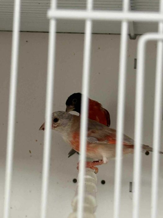Casal cardinalitos mutados