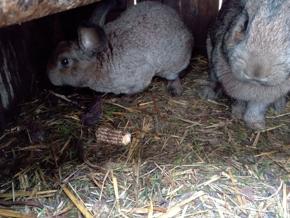 Młody samczyk z kwietnia rex