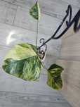 Monstera yellow marmorata