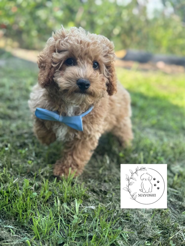 Biszkopt Samiec Odbior Maltipoo F1b Wyprawka Badania genetyczne