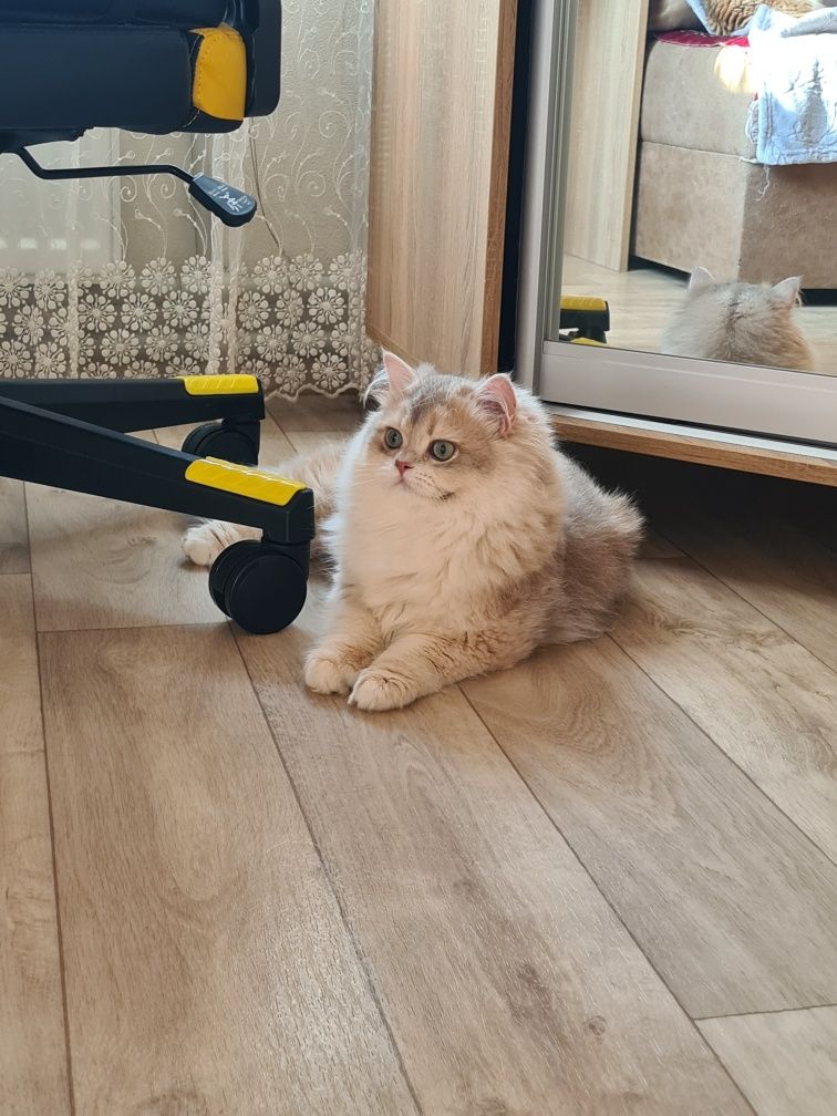 Золотий британський котик