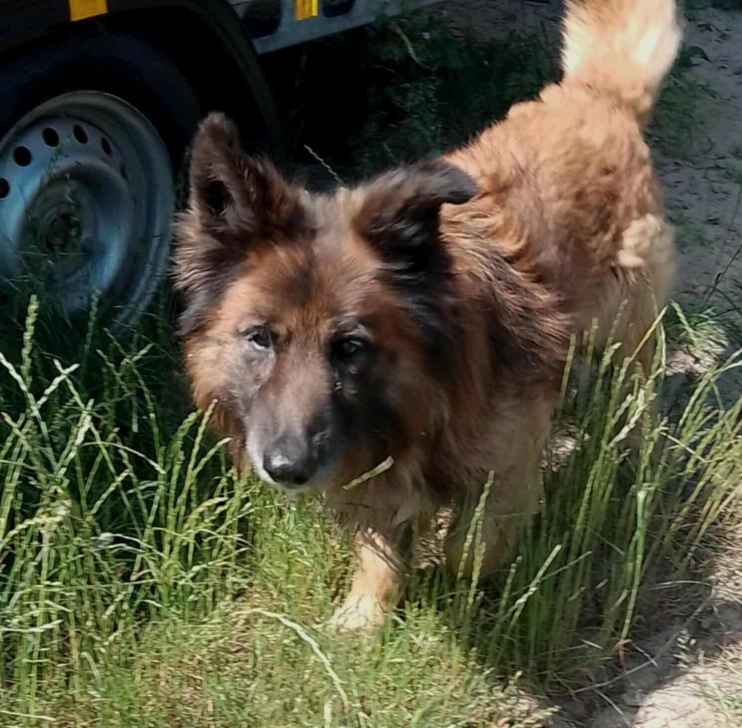 Oddam za darmo- Dzielny i Uroczy Foksik szuka somu