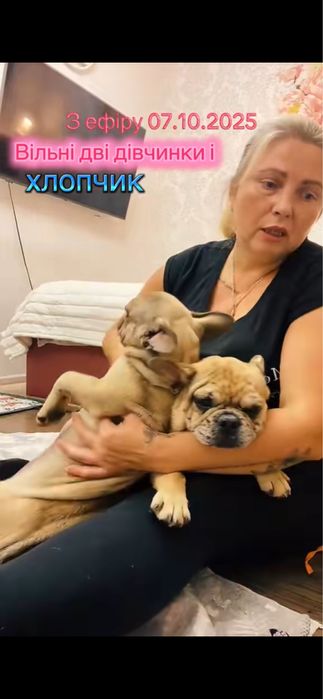 Малюки французького бульдога