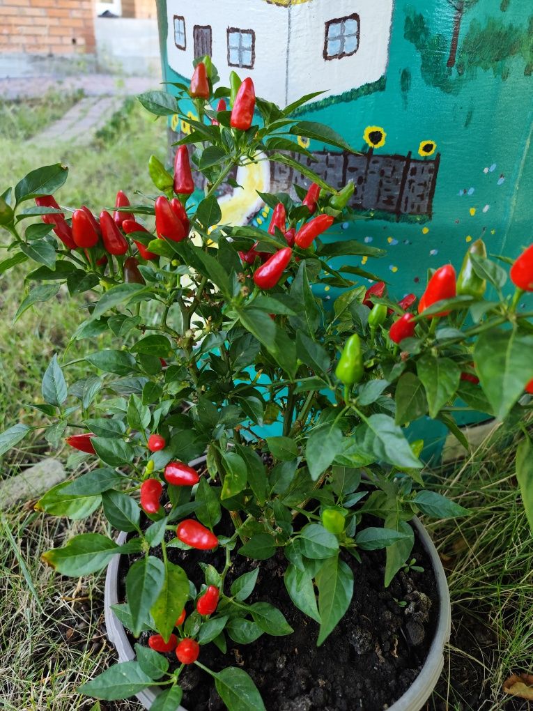 Гіркий перець "Козацький"(червоний),, " Capsicum orange"