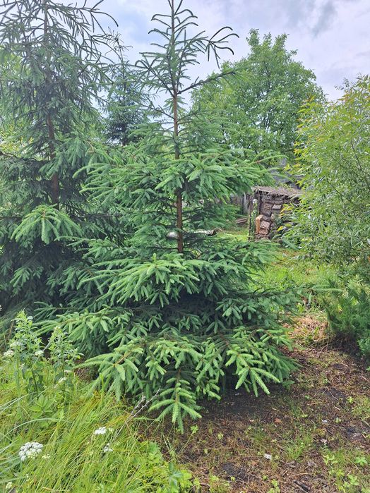 Живі ялинки 4,5,6,7,8м