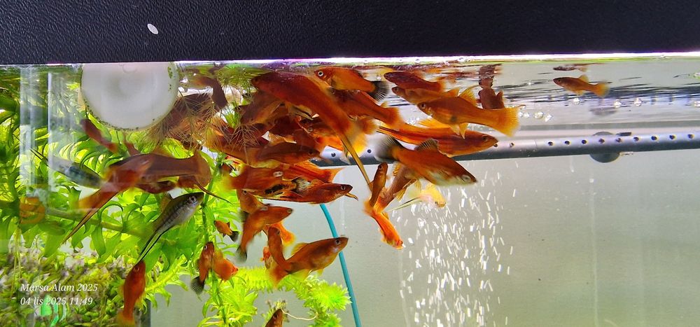 Mieczyk czerwony i zielony