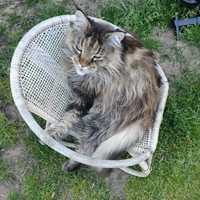 zaginęła nasza kotka Kadesz, rasy Maine Coon
