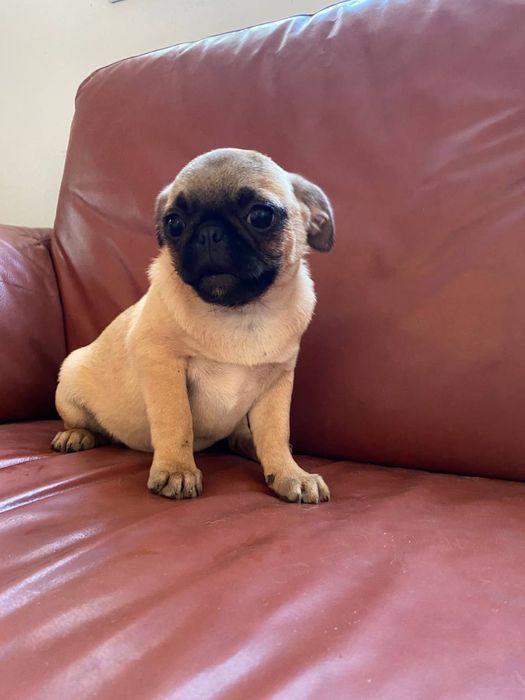 собачки мопси,хлопчики та дівчатка