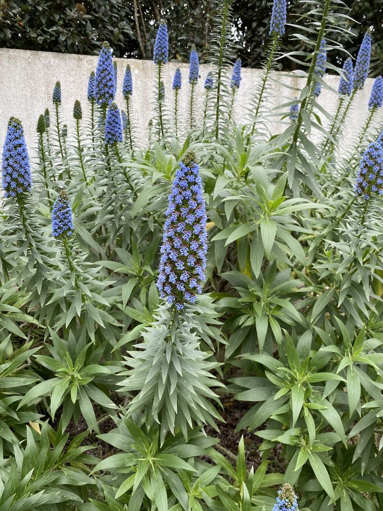 Echium Candicans / Orgulho da Madeira