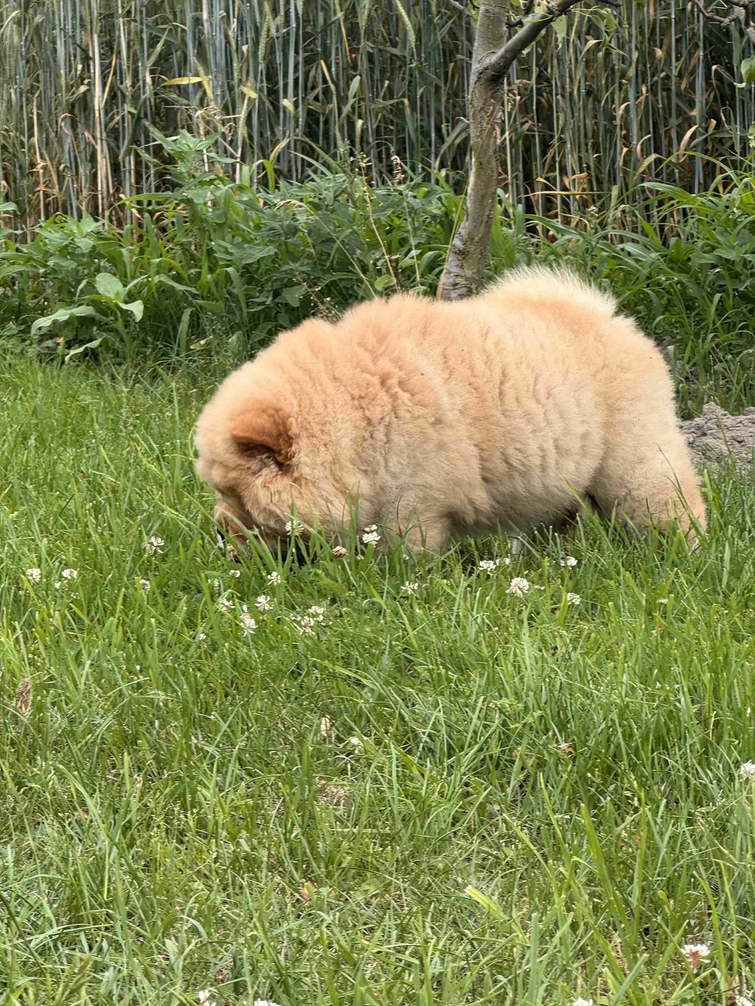 Chow chow cynamonowa Suka