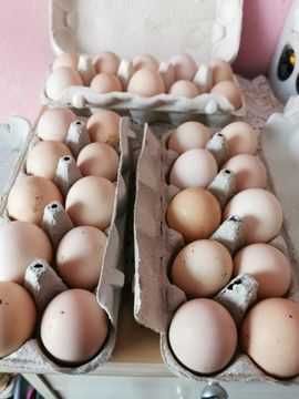 Swojskie jajka  gospodarstwa ekologicznego