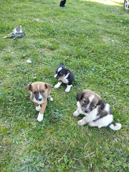 Szczeniaki do adopcji