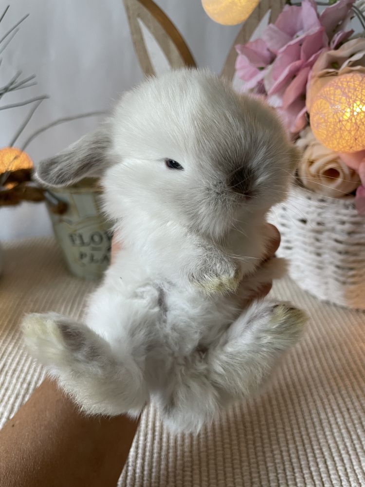 Króliczki  królik Mini Lop  miniaturowy baranek LEGALNA HODOWLA