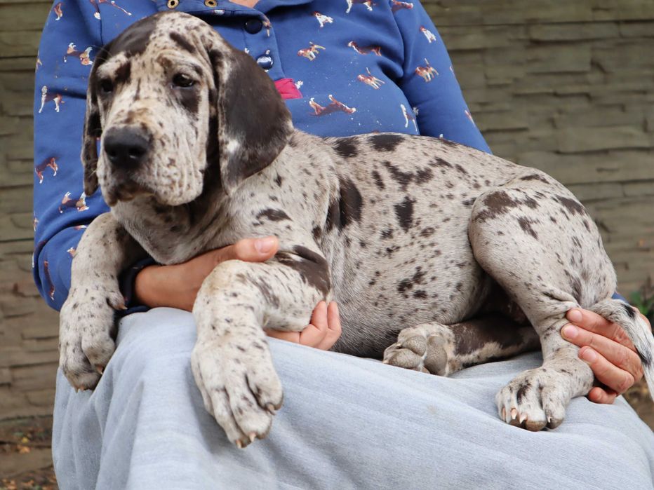 Dog niemiecki merle suczka Hodowla La Componella FCI ZKwP