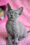 Balbina kotka Devon Rex