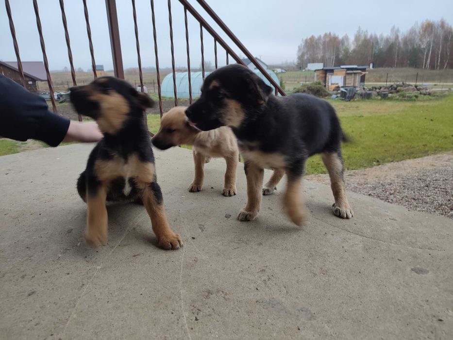 Oddam szczeniaki w dobre ręce