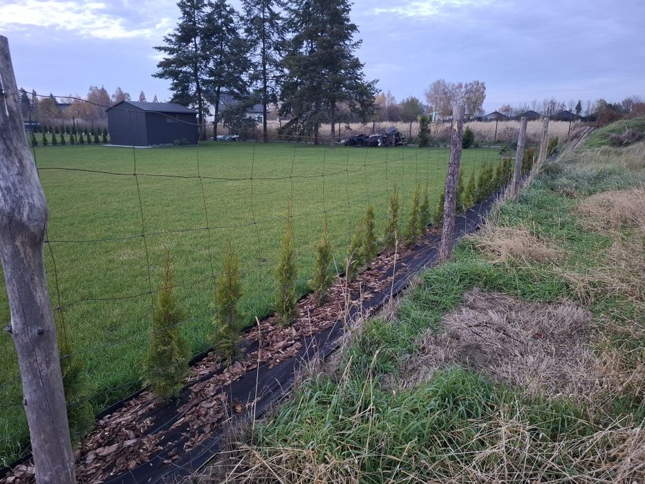 Siatka Leśna około 30m