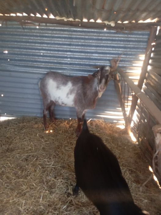 Chibo  1 ano e meio de idade