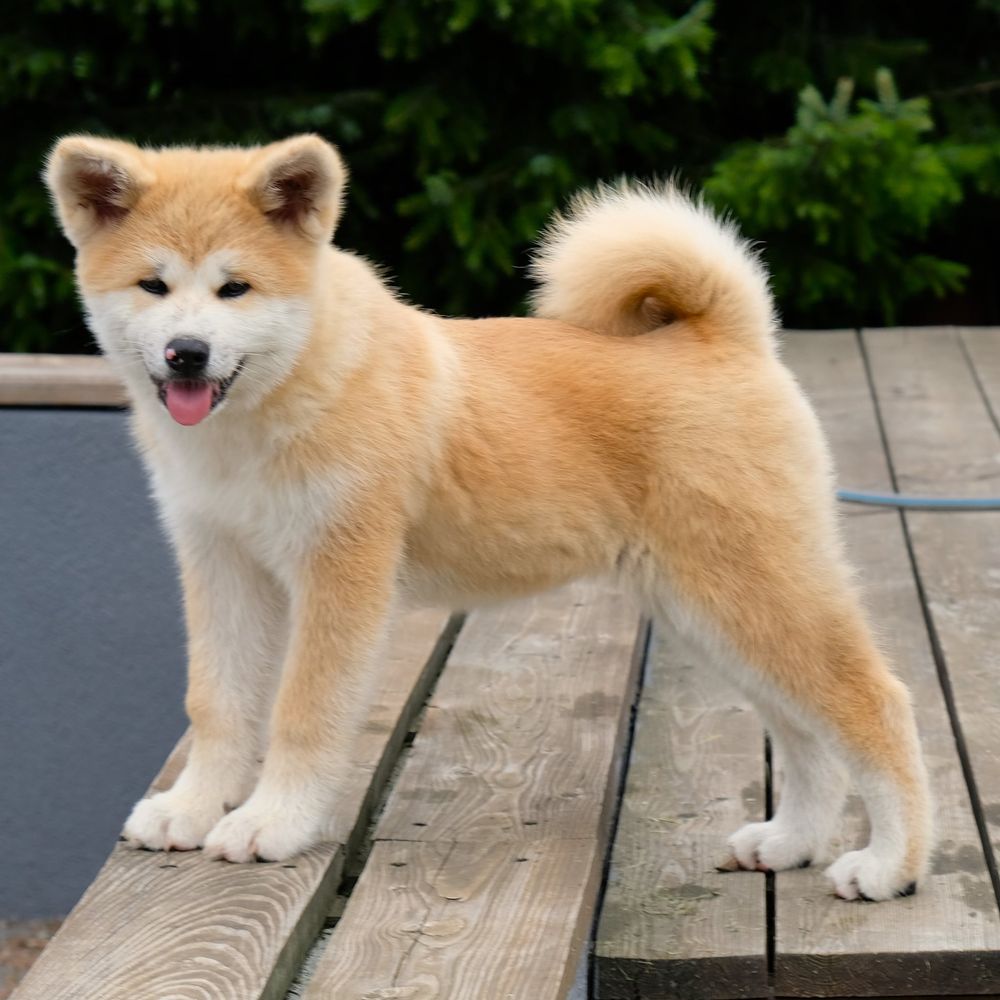 Akita inu akita japońska suczka fci zkwp gotowa do odbioru