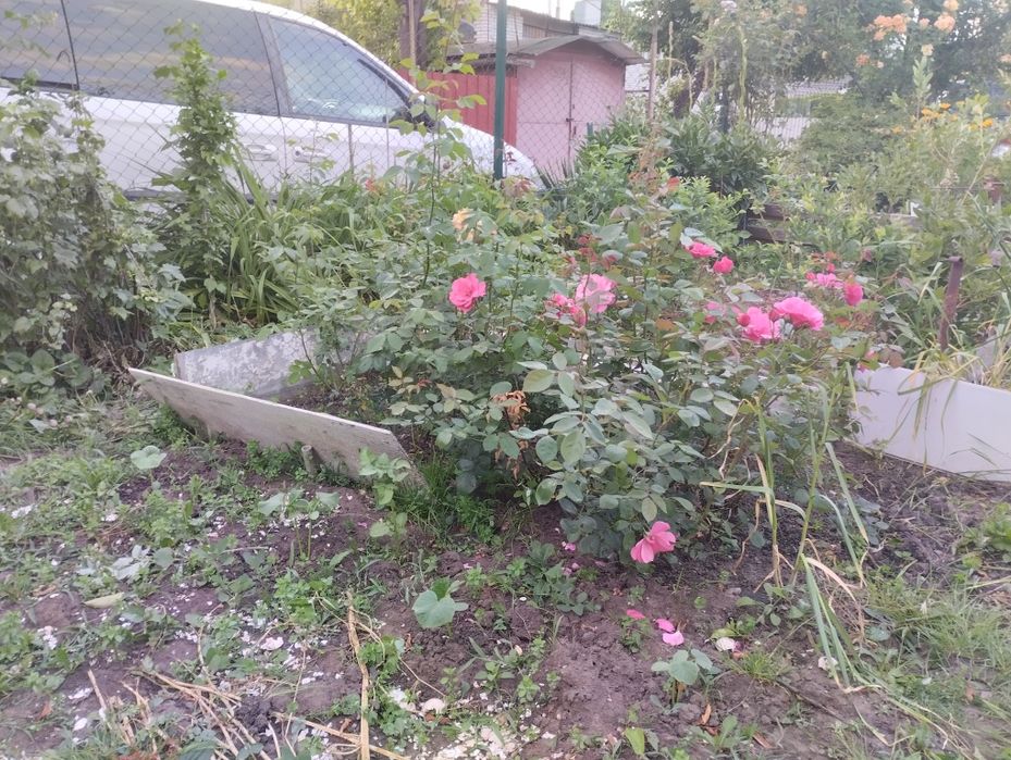 Троянда сортова плетиста Саджанці плетистой сортовой розы