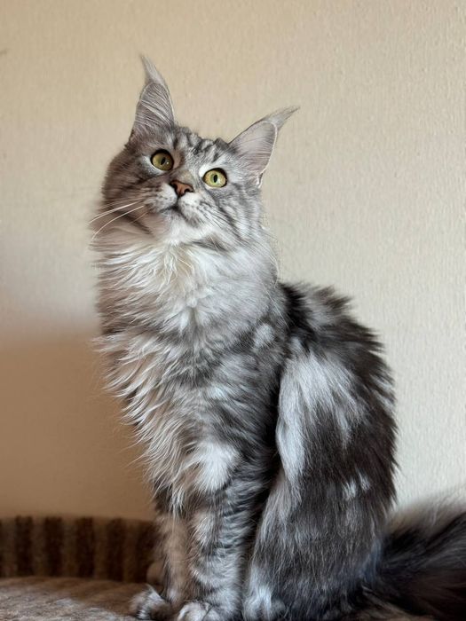 Котята мейн кунята
