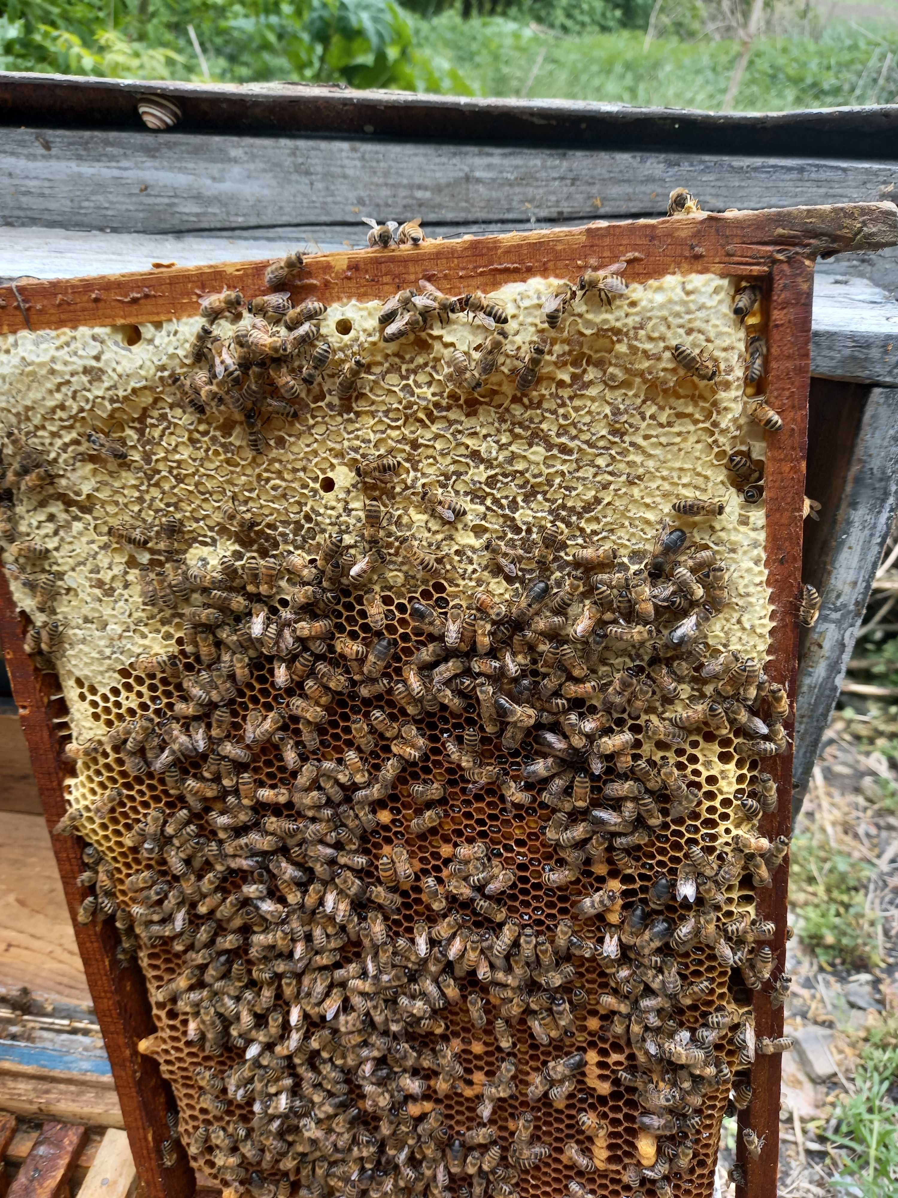 продам відводки бджіл