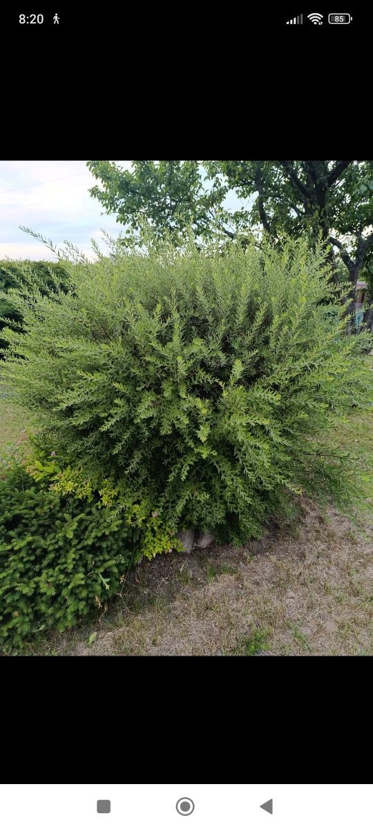 Rośliny ogrodowe