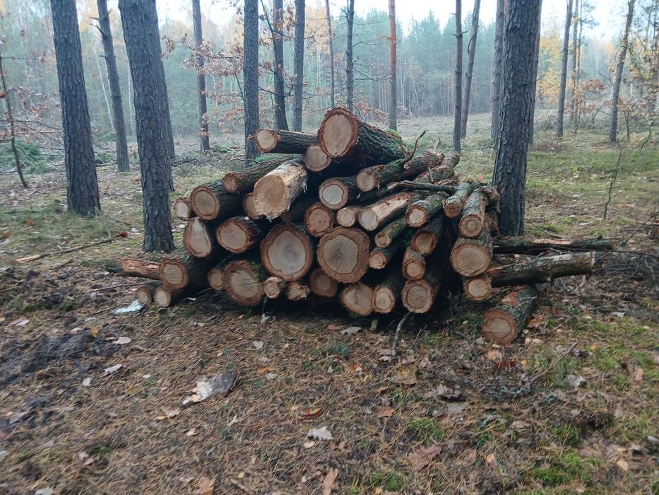 Drewno drzewo opałowe kominkowe sosna dąb,  brzoza, buk, grab,