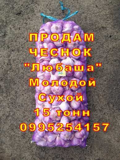 16 тонн ПРОДАМ ЧЕСНОК Любаша ОПТ Молодой Сухой Товарный Озимый Часник