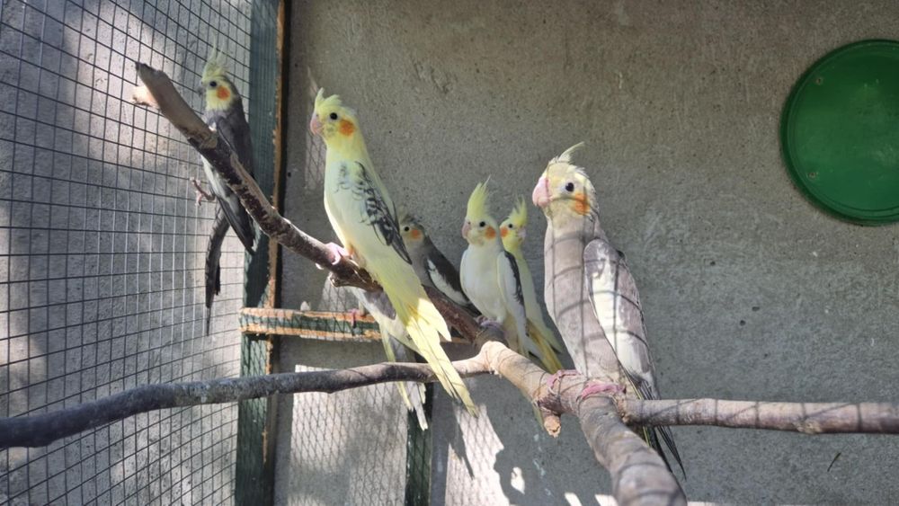 Sprzedam papugi nimfy