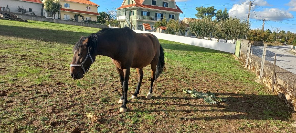 Cavaco de nome Iglesias super manso