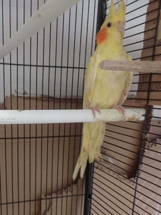 Caturra Fêmea Lutina